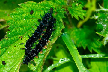 Tagpfauenauge Raupe n auf einem Blatt