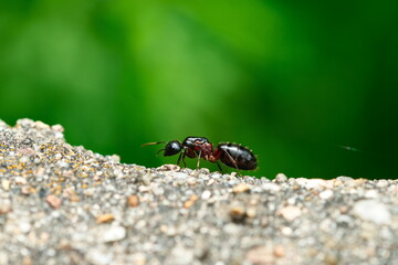 Schwarze Rossameise (Camponotus herculeanus)