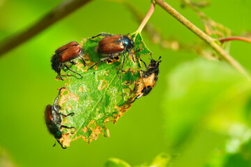 Invasion vom Gartenlaubkäfer (Phyllopertha horticola)