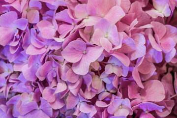 Purple flowers for the background