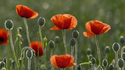 Obraz premium Corn poppies Papaver rheas bud flower poppy Red poppies in a close-up with a green, natural background, borken, münsterland, germany,