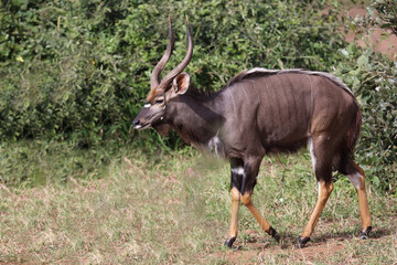 Nyala / Nyala / Tragelaphus angasii.