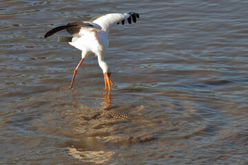 Nilkrokodil und Nimmersatt / Nile crocodile and Yellow-billed stork / Crocodylus niloticus et...