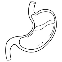 stomach illustration hand drawn outline vector