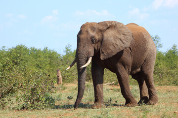 Obraz premium Afrikanischer Elefant / African elephant / Loxodonta africana