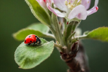 ladybug on a leaf © Luys Peres