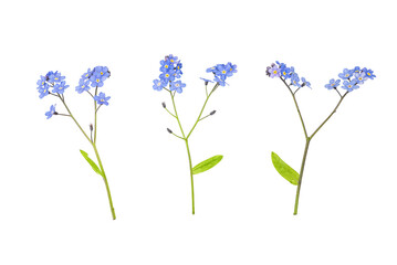 Close-up of a sprig of forget me nots on white. Wild flowers set isolated on a white background. Clipping path. No AI tools