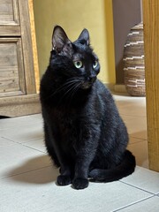 Black cat in the house 