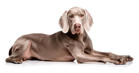 寝転がっているワイマラナー。白背景。（weimaraner lying down on white background）
