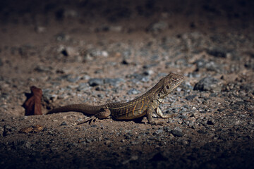 Lizard on the ground watching out of predator.