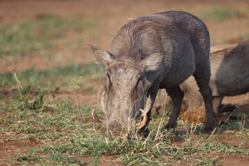 Warzenschwein / Warthog / Phacochoerus africanus