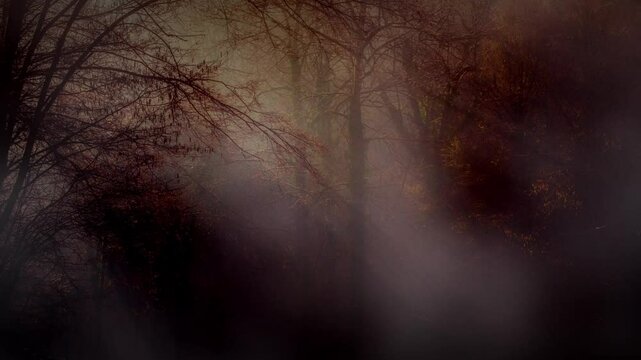 still frame view of dark Moody Foggy Misty Forest with bunch of thick trees branch reddish dry leaves and sun rays passing trough create beautiful volume light, spooky horror scarry theme 