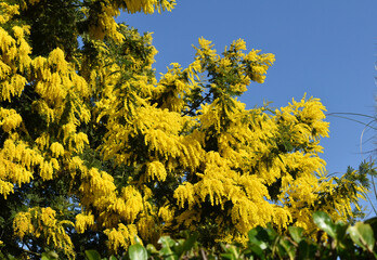 Bright yellow mimosa flowers in full bloom against a clear blue sky