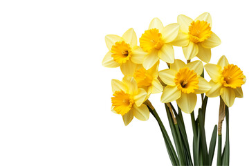 Fototapeta premium a yellow osteoporosis flowers isolated on a transparent background