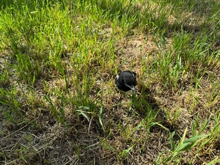 A newborn Pica pica crow is walking in the garden. The Eurasian magpie or common magpie (Pica pica)...