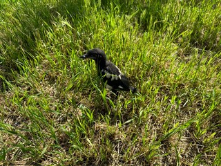 A newborn Pica pica crow is walking in the garden. The Eurasian magpie or common magpie (Pica pica) is a resident breeding bird.