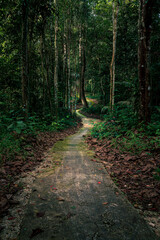 Path in the forest at Sedim river, Karangan, Kedah, Malaysia.