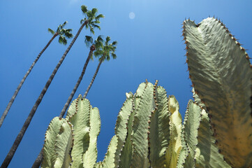 Palm trees and cacti under a clear blue sky in sunny California
