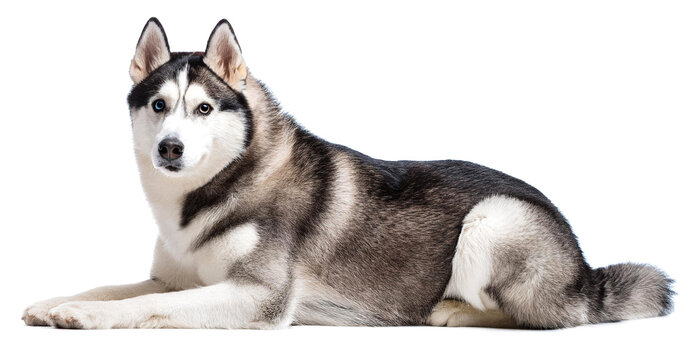 シベリアン ハスキー」の写真素材 | 132,883件の無料イラスト画像