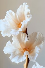 Obraz premium Delicate white hibiscus flowers with ruffled petals and golden stamens on neutral background, macro photography showing fine texture and soft natural lighting.