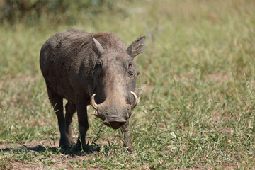 Warzenschwein / Warthog / Phacochoerus africanus..