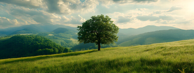 A tree stands on the grassy hill overlooking green mountains
