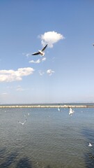 Seagulls in Kunming during Winter