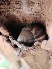 snail on the tree branch