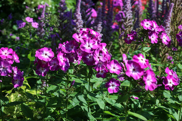 pink garden panicle phlox blooming in the garden