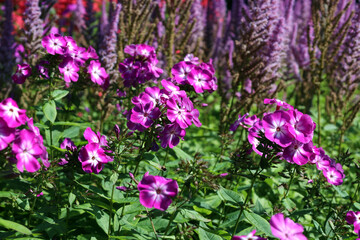 Fototapeta premium unusual pink phlox with a white center against the background of long flowering panicles