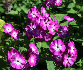 Fototapeta premium pink and white phlox bloomed in the city park