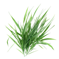 Fototapeta premium Lush green grass png with transparency background nature scene white for graphic design projects