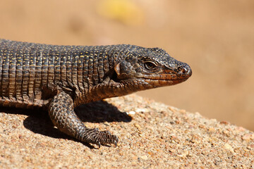 Felsen-Schildechse / Giant plated lizard / Matobosaurus validus