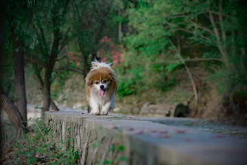 dog playing in the park