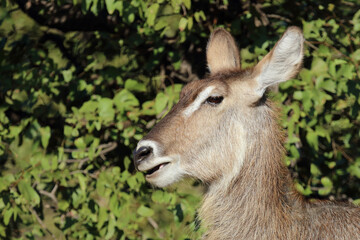 Wasserbock / Waterbuck / Kobus ellipsiprymnus