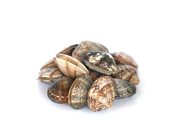 Clams on white background. Seafood.