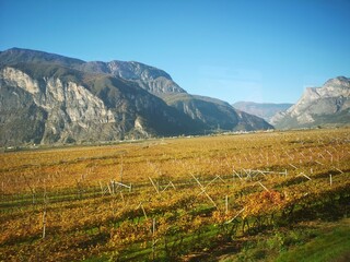 vineyard in autumn