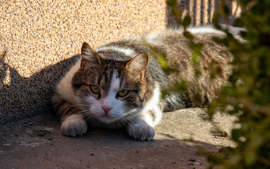 Cat. Pet in the garden on a sunny day