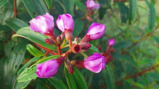 group of black garden ants (lasius niger) on Melastoma malabathricum flowers
