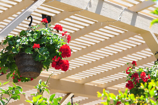 Fototapeta Sunlit pergola with vibrant red flowers in a serene garden.