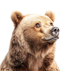 Fototapeta premium Close-Up Portrait of a Realistic Grizzly Bear with Intense Expression Set Against a Neutral Background
