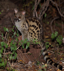 Südliche Großfleck-Ginsterkatze / South African large-spotted genet / Genetta tigrina
