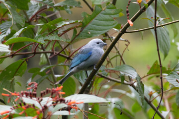 Obraz premium Blue bird tree