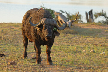 Obraz premium Kaffernbüffel / African buffalo / Syncerus caffer