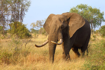 Naklejka premium Afrikanischer Elefant / African elephant / Loxodonta africana..