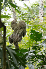 Fototapeta premium Sloth in tree on his back