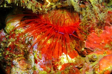 Red clam (Saltwater clam, Ctenoides ales) on the tropical coral reef. Underwater macro photography, vivid marine life. Animal in the ocean.