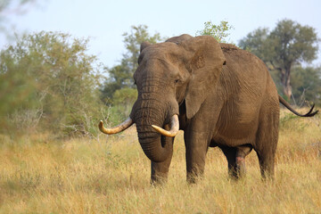 Fototapeta premium Afrikanischer Elefant / African elephant / Loxodonta africana..