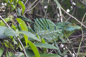 green lizard on a branch