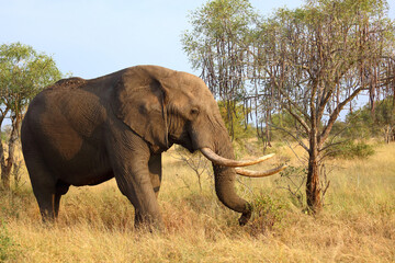 Fototapeta premium Afrikanischer Elefant / African elephant / Loxodonta africana..